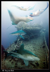 The Thistlegorm on a good day. by Dray Van Beeck 